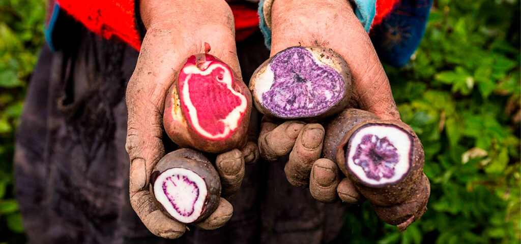 Batata peruano