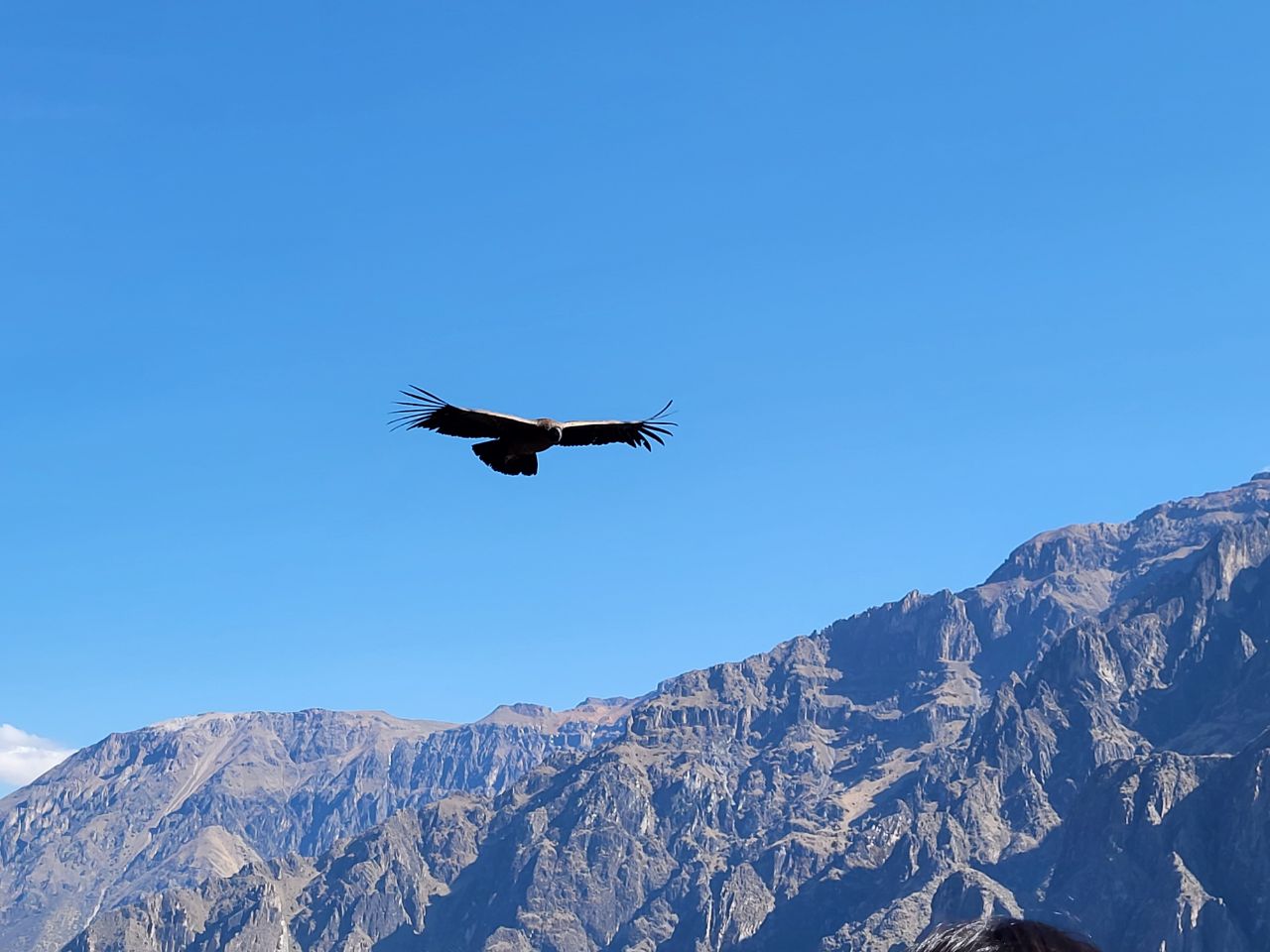 O Condor Andino - Cânion de Colca