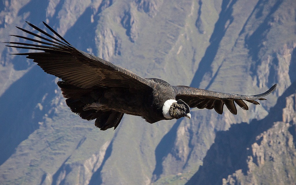 O Condor Andino - Cânion 