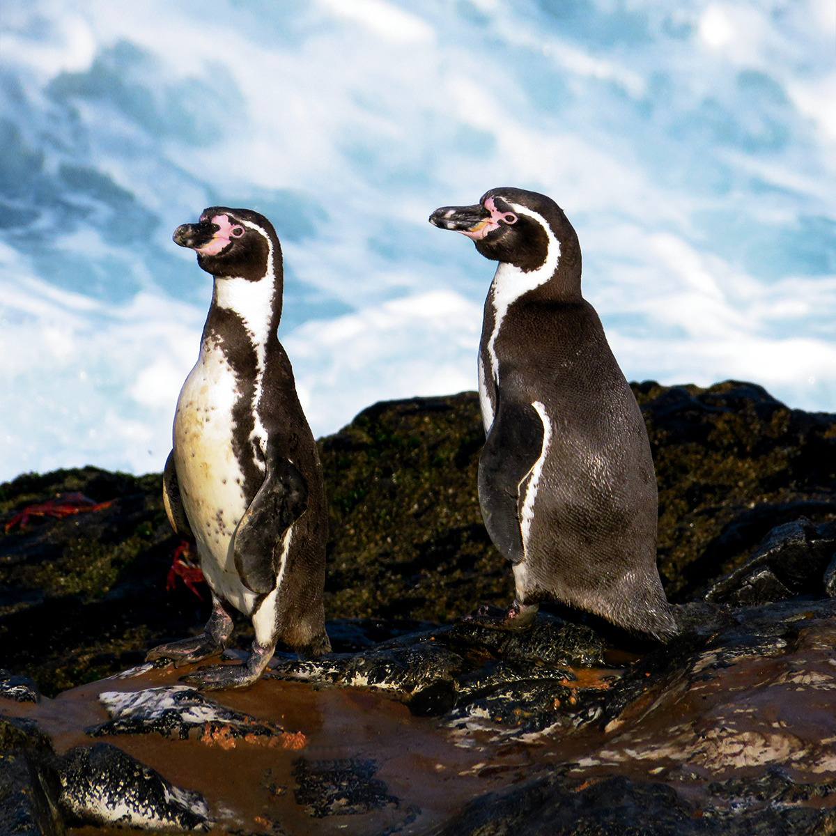  Pinguins de Humboldt