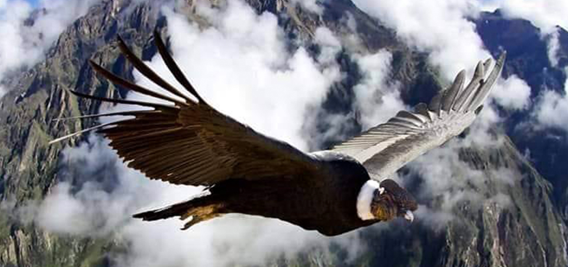 O Condor Andino - Canion de Colca