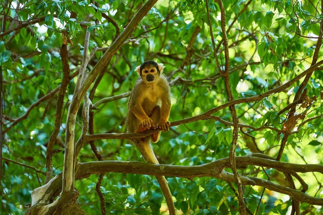 Macaco da Amazônia 