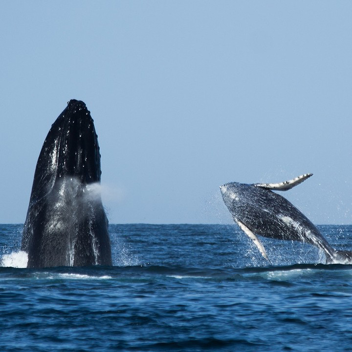 Baleias Jubarte no Peru
