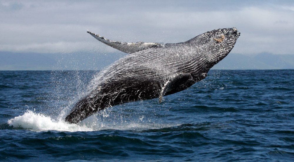 Baleias no Peru