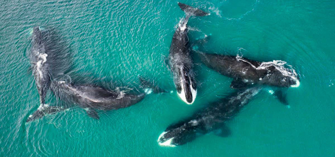 Baleias no Peru