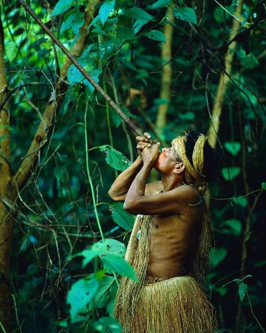 Vida Selvagem na Selva Amazônica