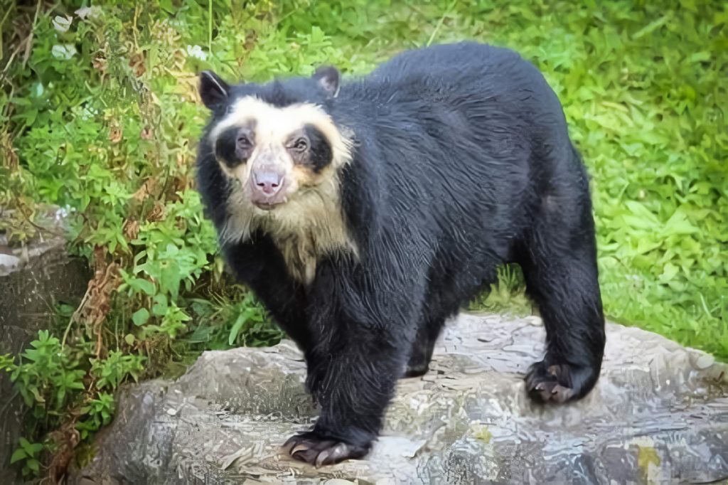 Urso de Óculos