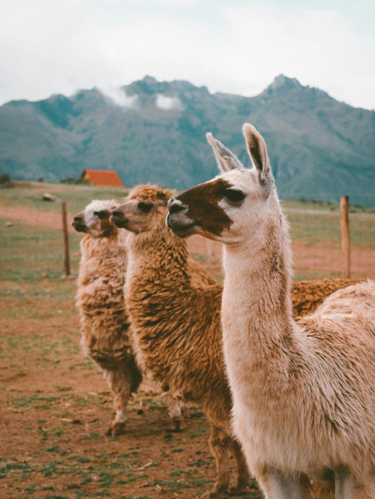 Lhamas. animais mais representativos do Peru