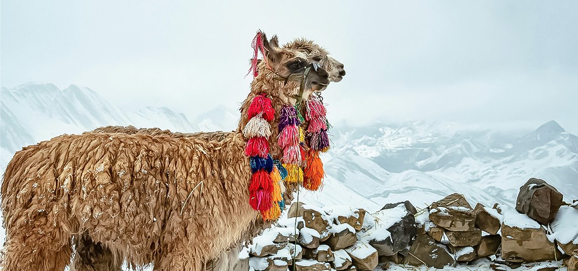 Animais do Peru: Quais você encontra nas trilhas?