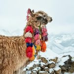 Animais do Peru: Quais você encontra nas trilhas?