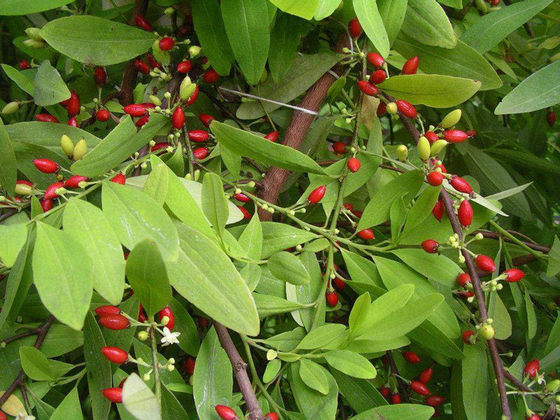 A folha de coca é uma planta nativa dos Andes que tem desempenhado um papel fundamental na vida dos povos indígenas há milhares de anos. No Peru, em particular, essa folha tem uma importância cultural e medicinal profunda. Ao longo dos séculos, seu uso foi transmitido de geração em geração, carregando consigo tradições ancestrais e benefícios que vão além do que muitos imaginam. 