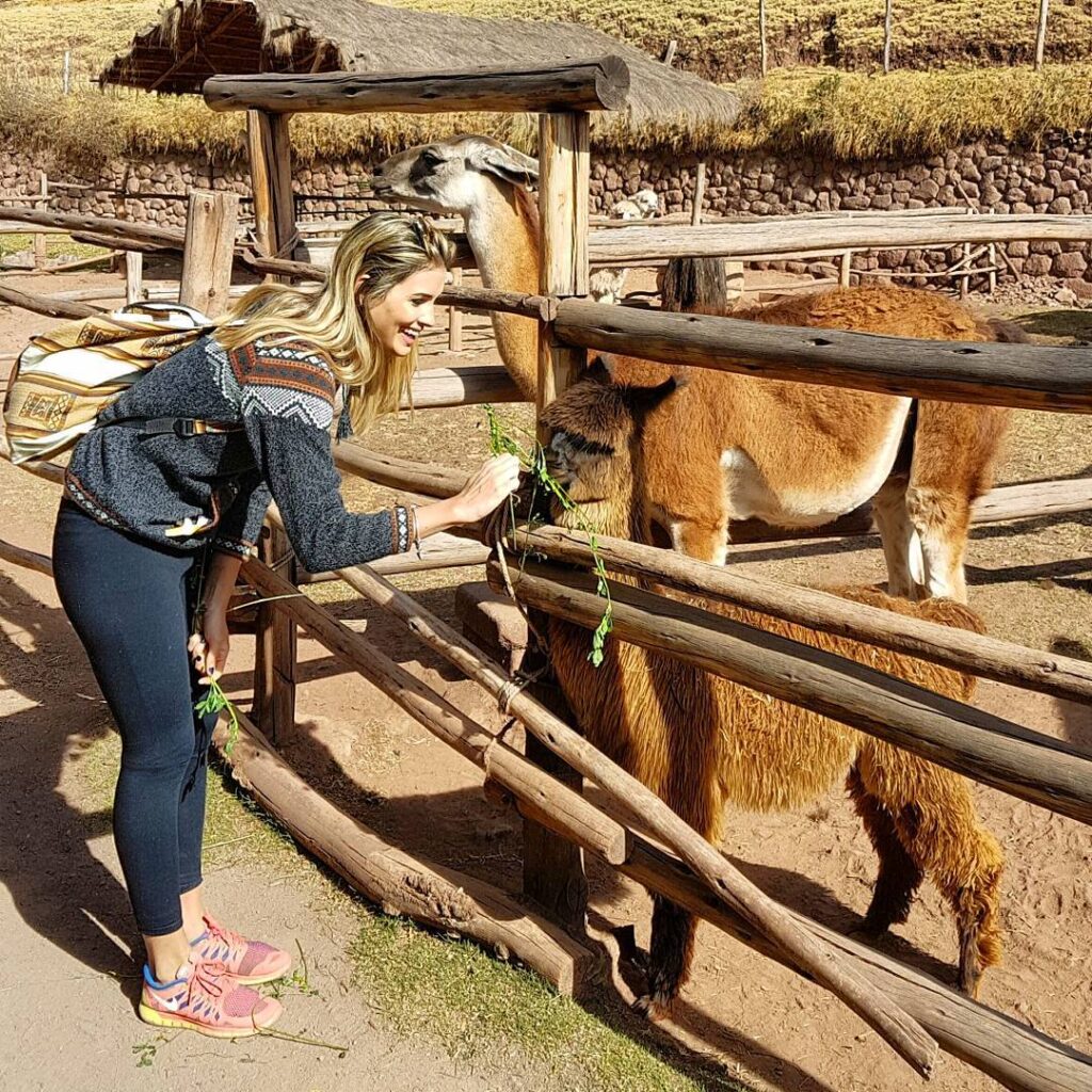 As alpacas são animais fascinantes e carismáticos, nativos das altas montanhas dos Andes peruanos. Elas são um verdadeiro tesouro para as comunidades andinas, desempenhando um papel essencial na economia e na cultura local. Além disso, são um dos símbolos mais representativos dos Andes peruanos, uma região que testemunhou seu desenvolvimento desde os primeiros passos rumo à domesticação até se tornarem um recurso inestimável para as comunidades locais e um produto de luxo na moda global.