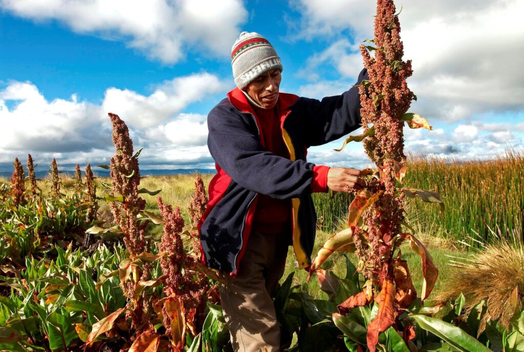 A quinoa peruana vem conquistando cada vez mais espaço na mesa de quem procura uma alimentação saudável, equilibrada e cheia de sabor. Originária das regiões andinas, esse grão milenar é um verdadeiro tesouro nutricional, carregado de benefícios para o corpo e a mente. 
