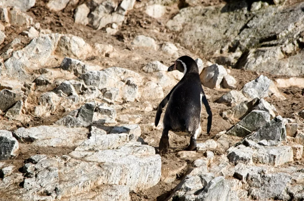 Os pinguins-de-Humboldt são uma das espécies mais fascinantes da fauna peruana. Apesar de serem pinguins, eles não vivem no gelo, mas sim ao longo da costa do Peru, onde a famosa Corrente de Humboldt mantém a temperatura da água fria o suficiente para que possam sobreviver.
