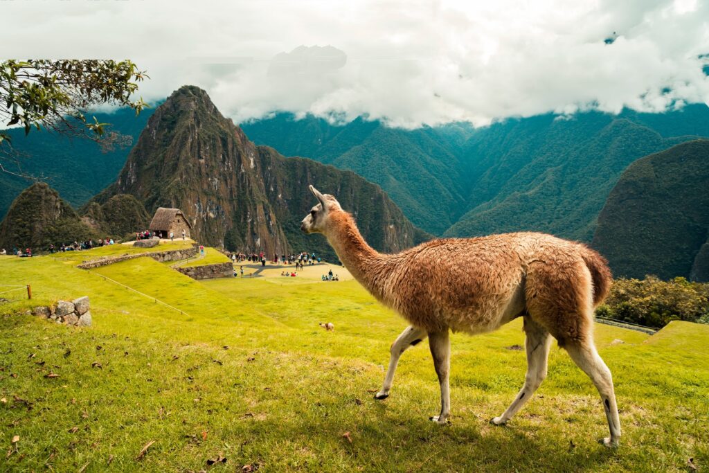 Se você já viu imagens de Machu Picchu, com certeza notou um detalhe curioso: as lhamas passeando tranquilamente pelo sítio arqueológico. Esses animais são símbolos da região andina e fazem parte da história e cultura dos povos andinos. 
