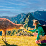 Lhama em Machu Picchu.