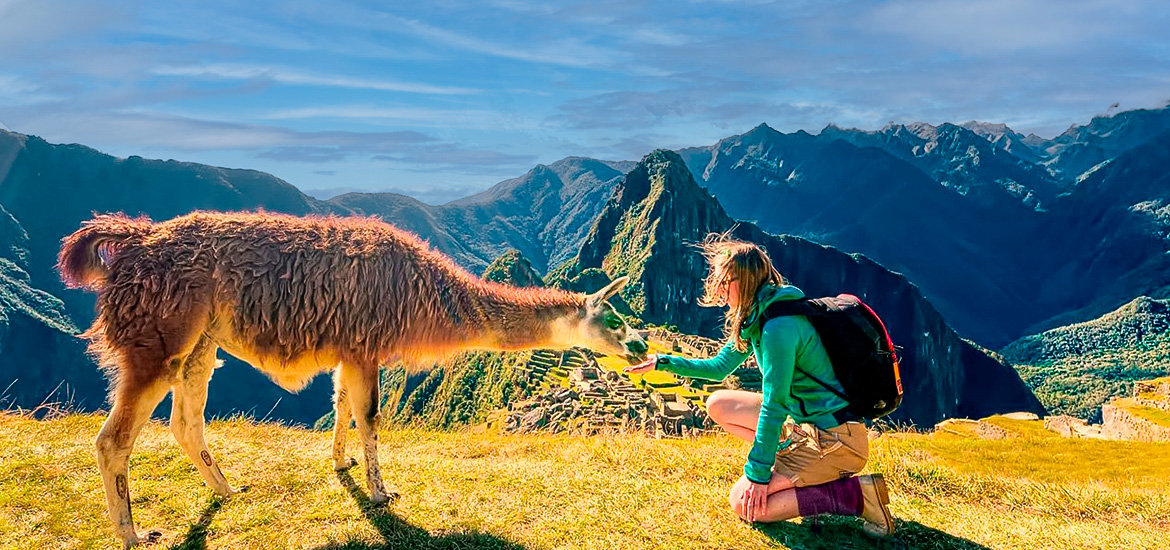 Lhama em Machu Picchu.