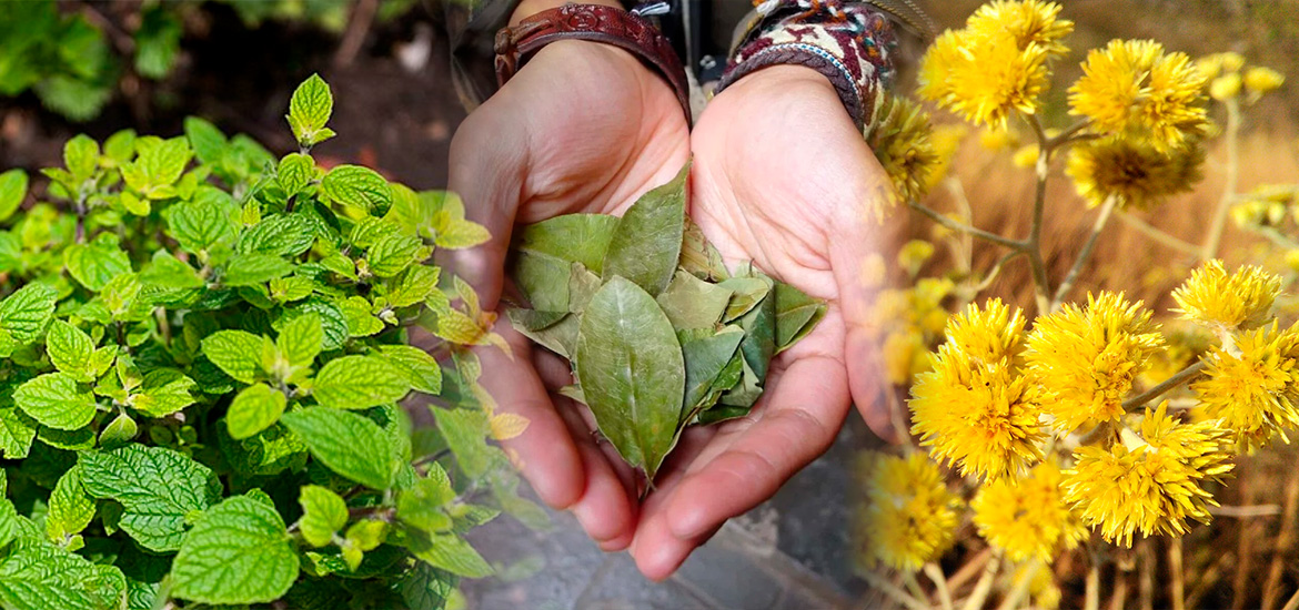 Plantas medicinais